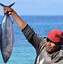 Apakah Rasa Ikan Tuna Sama Dengan Ikan Tongkol