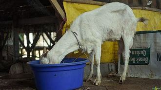 Kambing Melahirkan Kambing Melahirkan 2 Anak Berapa Kali