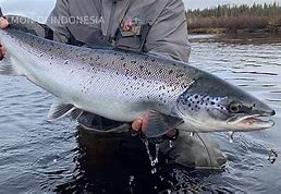 Sungai Yang Terkenal Dengan Keberadaan Ikan Salmon Di Indonesia Adalah